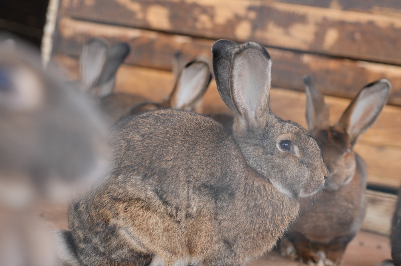 Çocuklar İçin Magical House: Mini Zoo ve Aile Dostu Aktiviteler